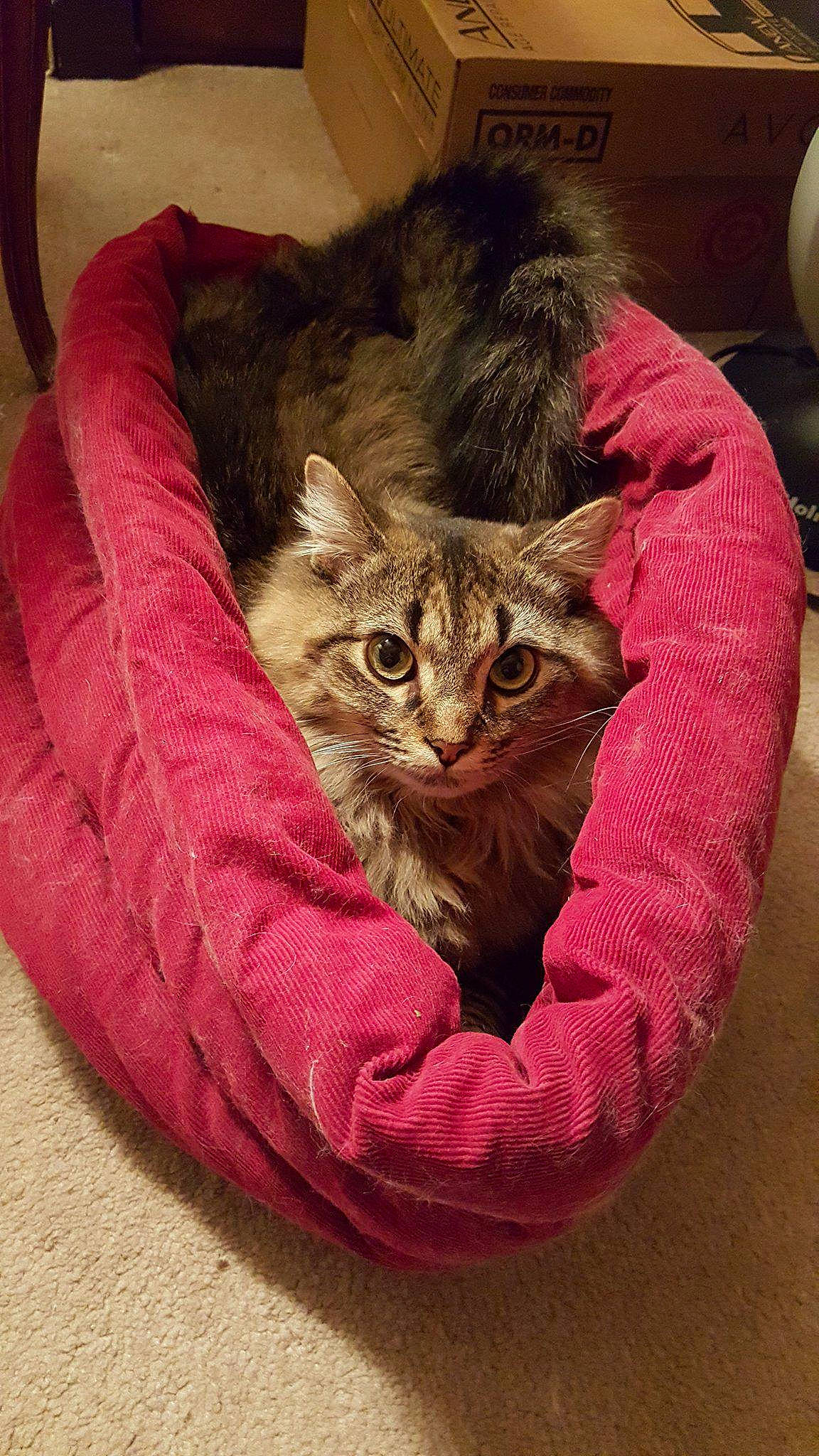 Maize joined the competition — help win amazing prizes! carnivore, cat, cat_bed, cat_supply, cat_toy, claw, comfort, domestic_short_haired_cat, fawn, felidae, fur, grey, magenta, paw, plant, small_to_medium_sized_cats, snout, tail, terrestrial_animal, whiskers