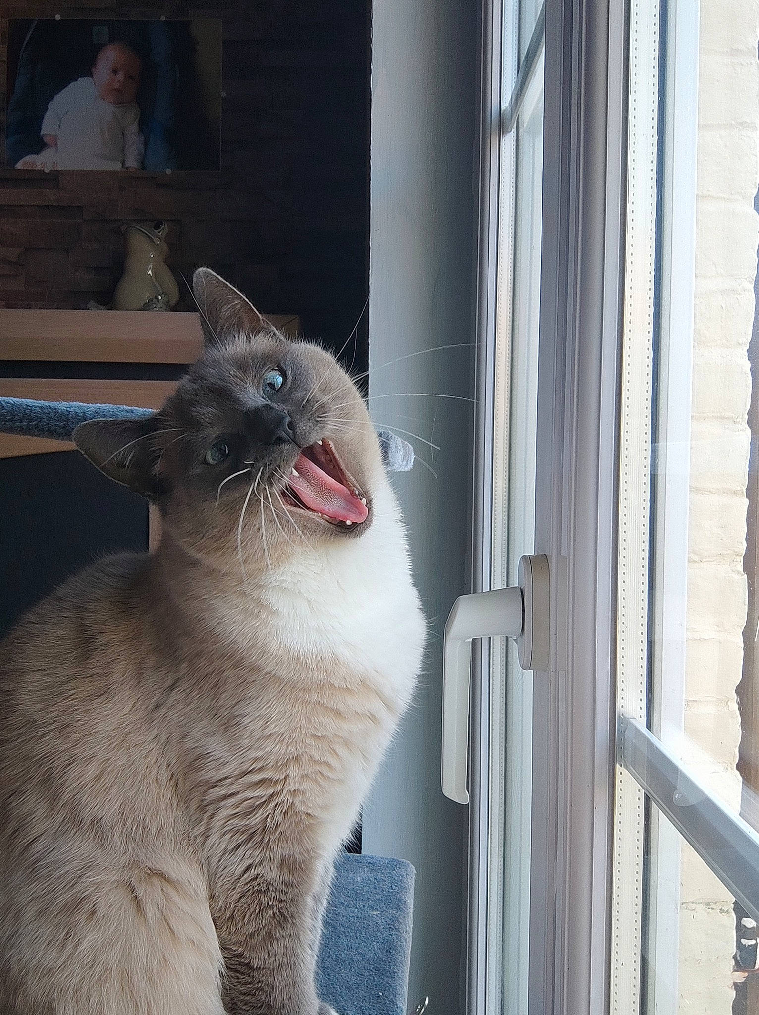 Gus a rejoint le concours — aidez-le/la à gagner de superbes lots ! carnivore, cat, domestic_short_haired_cat, fang, felidae, fur, jaw, paw, photo_caption, small_to_medium_sized_cats, snout, tail, terrestrial_animal, whiskers, window, yawn