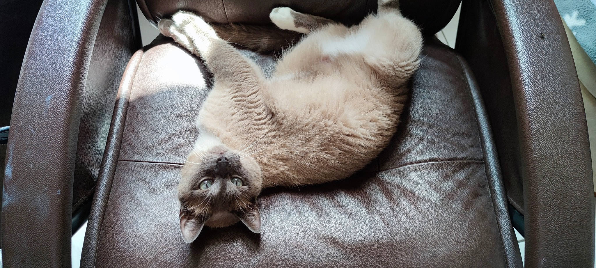 Gus a rejoint le concours — aidez-le/la à gagner de superbes lots ! balinese, carnivore, cat, claw, comfort, domestic_short_haired_cat, fawn, felidae, flooring, fur, grey, linens, nap, paw, siamese, small_to_medium_sized_cats, tail, thai, tonkinese, whiskers