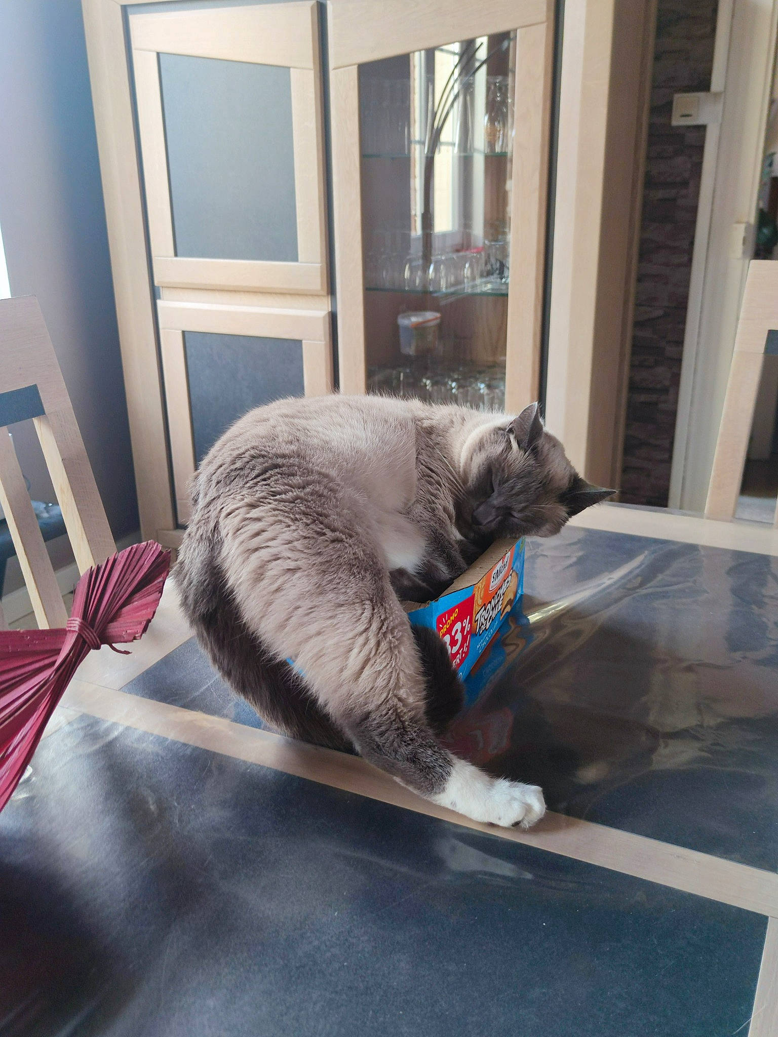 Gus a rejoint le concours — aidez-le/la à gagner de superbes lots ! carnivore, cat, comfort, domestic_short_haired_cat, door, felidae, floor, flooring, fur, glass, grey, mat, rectangle, room, sitting, small_to_medium_sized_cats, snout, tail, whiskers, window