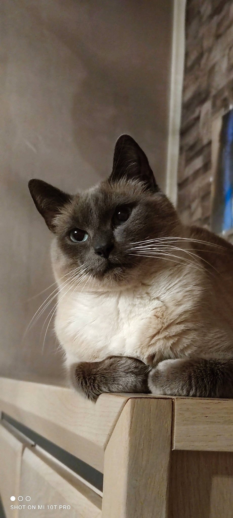 Gus a rejoint le concours — aidez-le/la à gagner de superbes lots ! birman, box, carnivore, cat, domestic_short_haired_cat, door, fawn, felidae, fur, siamese, small_to_medium_sized_cats, snout, terrestrial_animal, thai, whiskers
