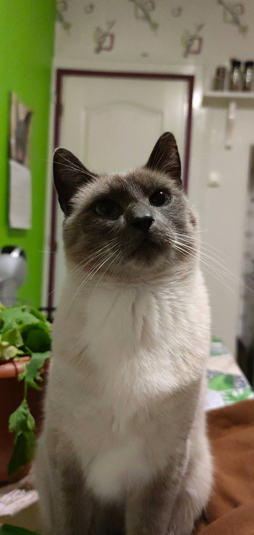 Gus participe au concours pour gagner de l'argent avec cette photo : box, carnivore, cat, domestic_short_haired_cat, door, fawn, felidae, flooring, fur, plant, siamese, small_to_medium_sized_cats, snout, tail, terrestrial_animal, thai, whiskers, window