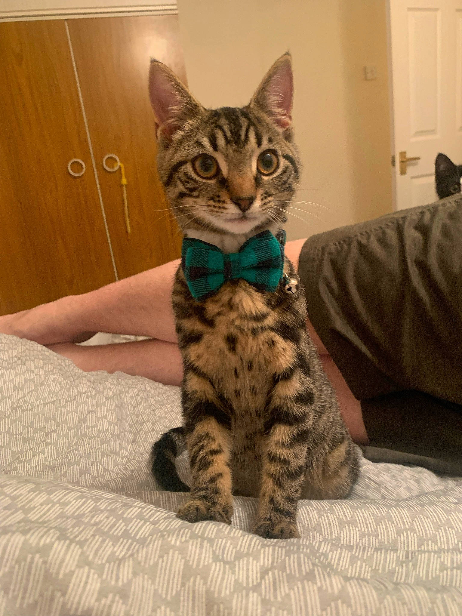 Watson joined the competition — help win amazing prizes! carnivore, cat, claw, comfort, domestic_short_haired_cat, door, eye, felidae, foot, fur, paw, sitting, small_to_medium_sized_cats, snout, terrestrial_animal, whiskers