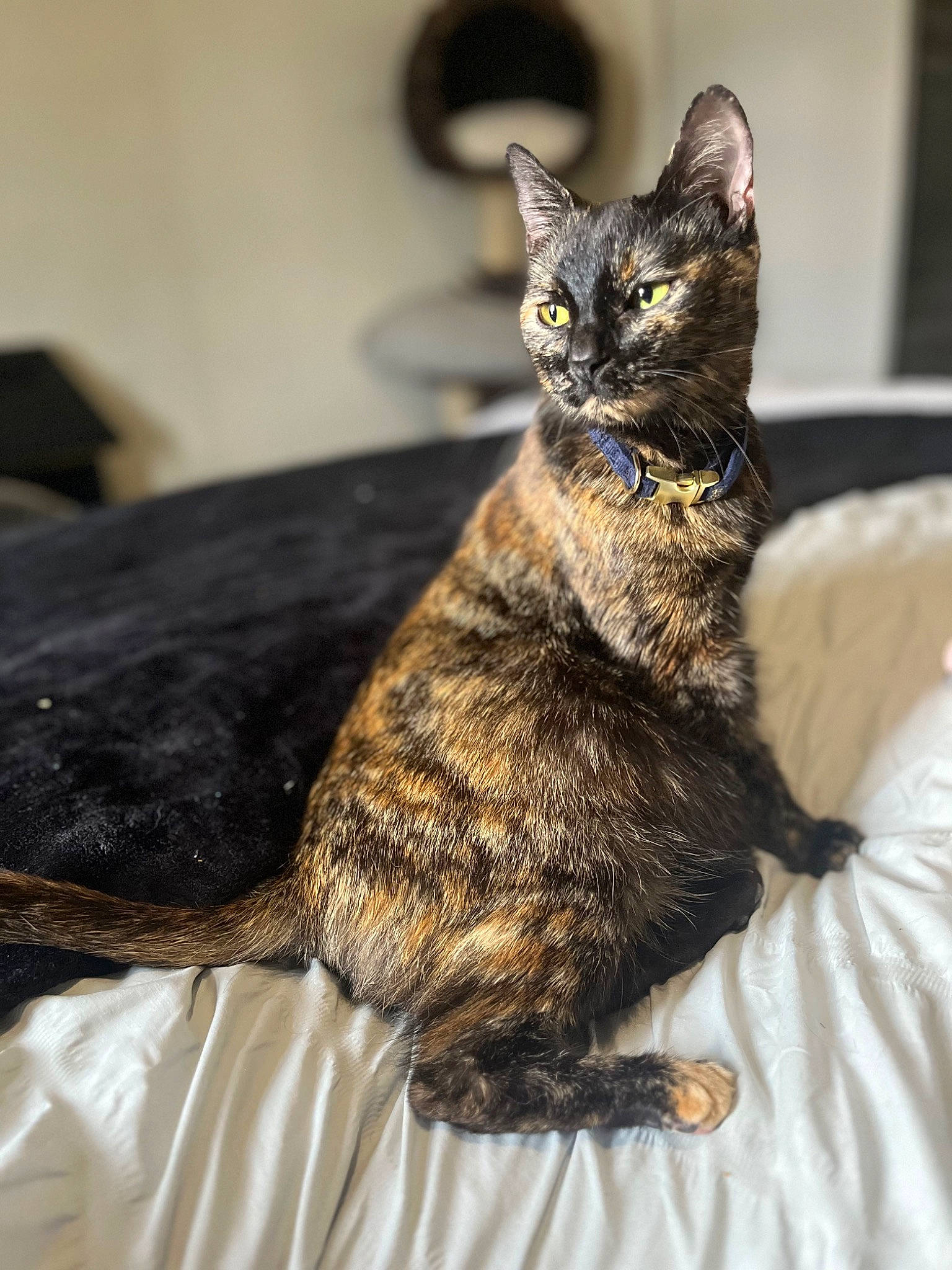 Gaia is registered to the contest to win money with this photo: carnivore, cat, claw, collar, comfort, domestic_short_haired_cat, ear, eye, felidae, fur, paw, sitting, small_to_medium_sized_cats, snout, tail, terrestrial_animal, whiskers, wildlife