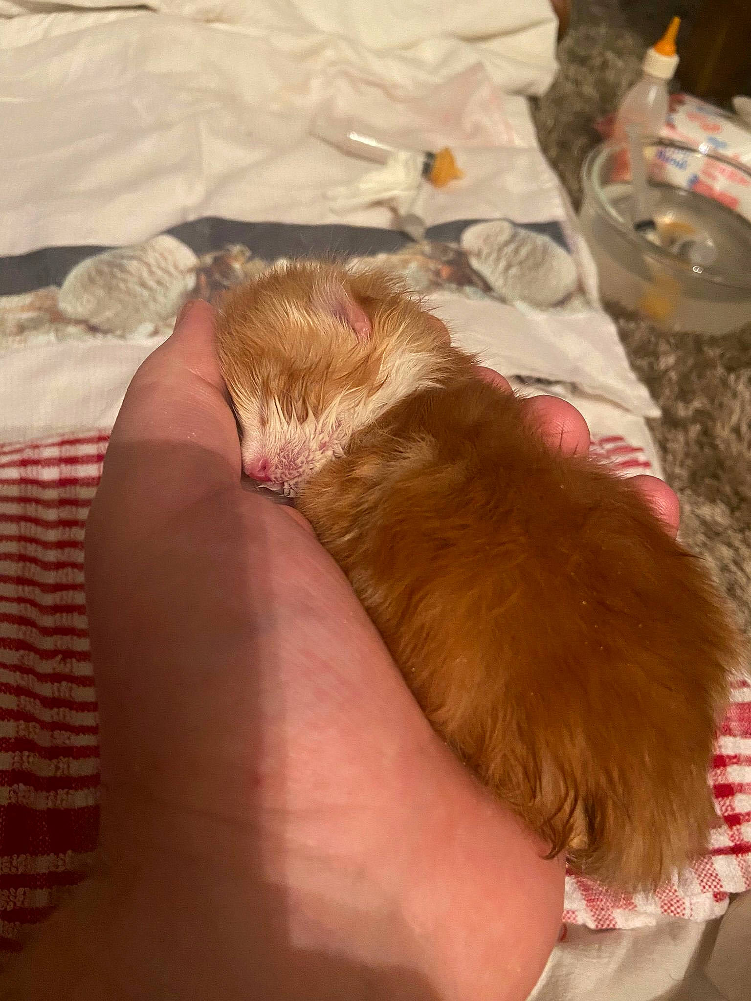 Icarus joined the competition — help win amazing prizes! canidae, carnivore, claw, comfort, companion_dog, dog, dog_breed, fawn, felidae, fur, kitchen_utensil, liver, paw, rodent, serveware, small_to_medium_sized_cats, sporting_group, tableware, tail, whiskers