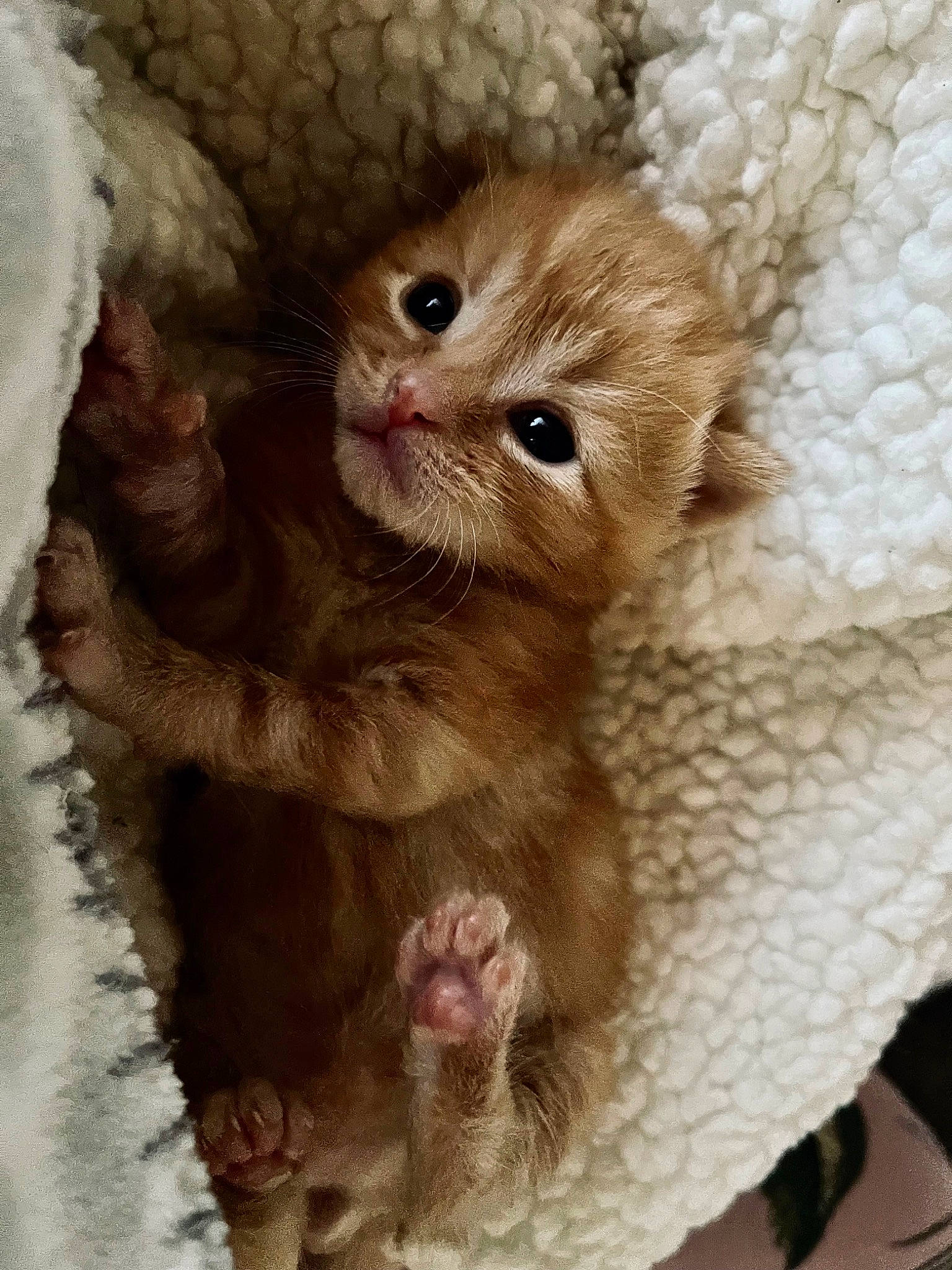 Zare joined the competition — help win amazing prizes! carnivore, cat, claw, comfort, domestic_short_haired_cat, fawn, felidae, foot, fur, pattern, paw, peach, photo_caption, plant, small_to_medium_sized_cats, snout, tail, terrestrial_animal, whiskers