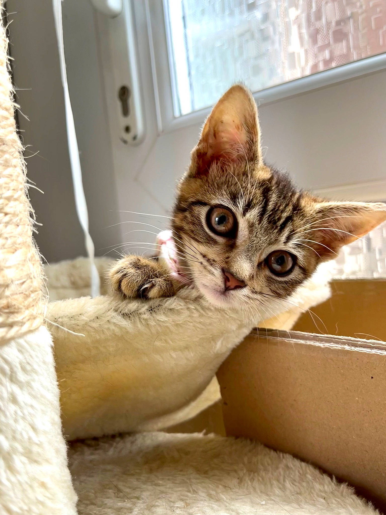 Aeuros joined the competition — help win amazing prizes! carnivore, cat, cat_bed, cat_supply, claw, comfort, domestic_short_haired_cat, door, fawn, felidae, fur, paw, pet_supply, small_to_medium_sized_cats, snout, tail, whiskers, window, wood