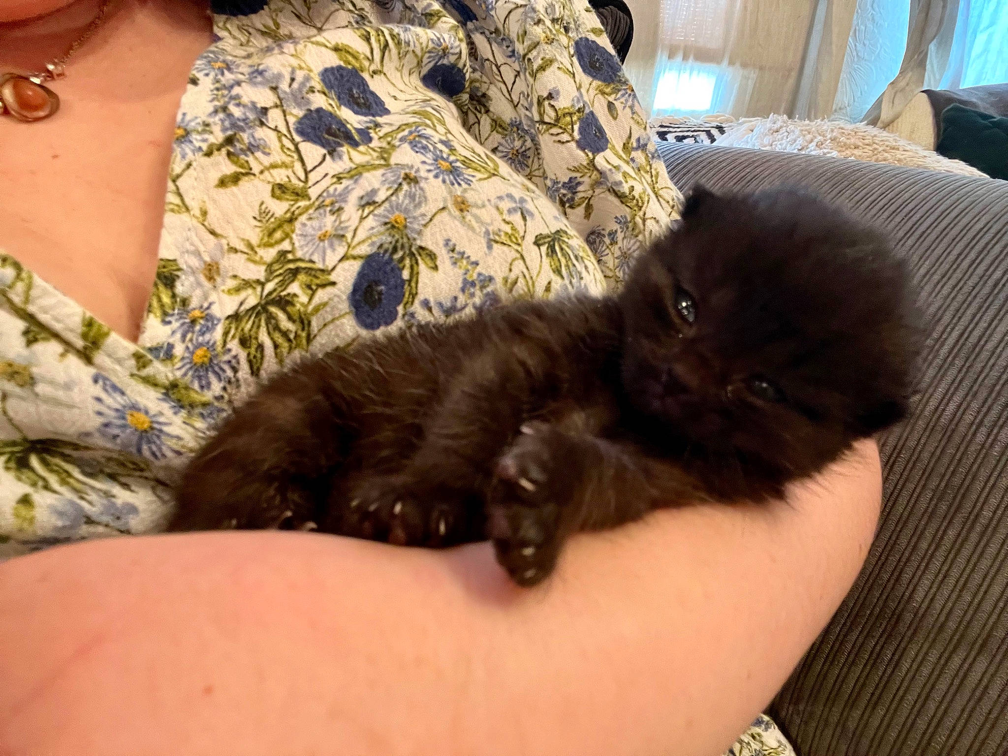 Panzer joined the competition — help win amazing prizes! black_cat, carnivore, cat, comfort, companion_dog, couch, curtain, dog_breed, domestic_short_haired_cat, felidae, fur, human_leg, jewellery, lap, paw, sitting, small_to_medium_sized_cats, sporting_group, tail, whiskers