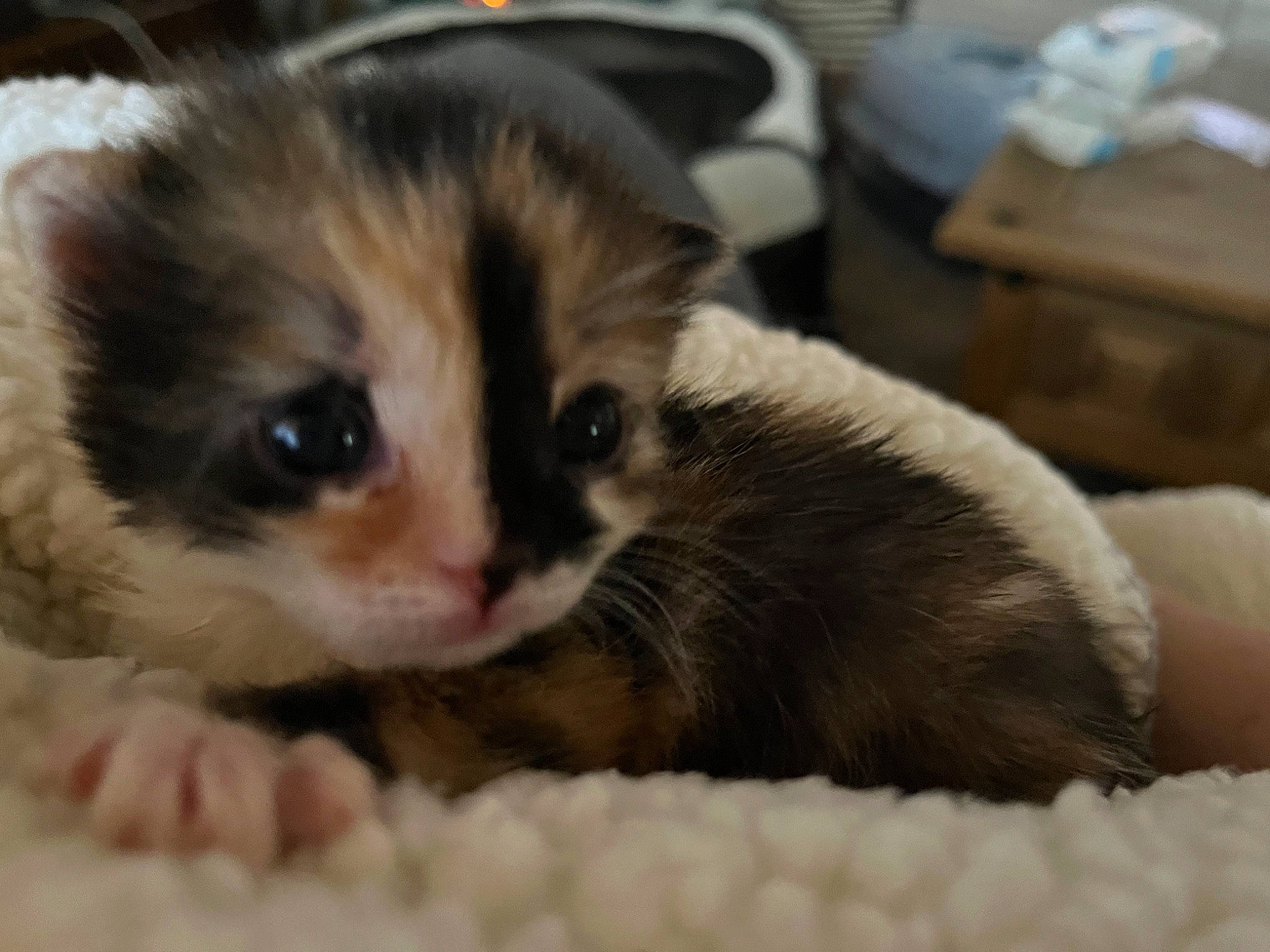 Edie joined the competition — help win amazing prizes! carnivore, cat, cat_supply, claw, comfort, domestic_short_haired_cat, fawn, felidae, fur, paw, small_to_medium_sized_cats, snout, terrestrial_animal, whiskers