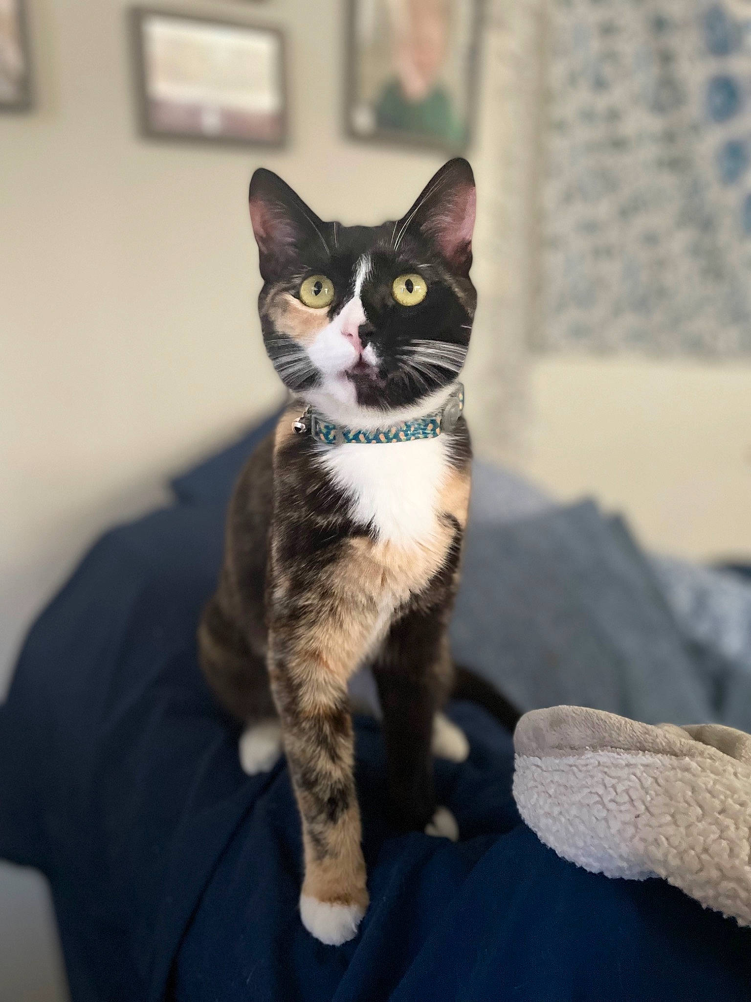 Jules joined the competition — help win amazing prizes! carnivore, cat, comfort, domestic_short_haired_cat, felidae, formal_wear, fur, grey, linens, paw, sitting, small_to_medium_sized_cats, snout, tail, whiskers