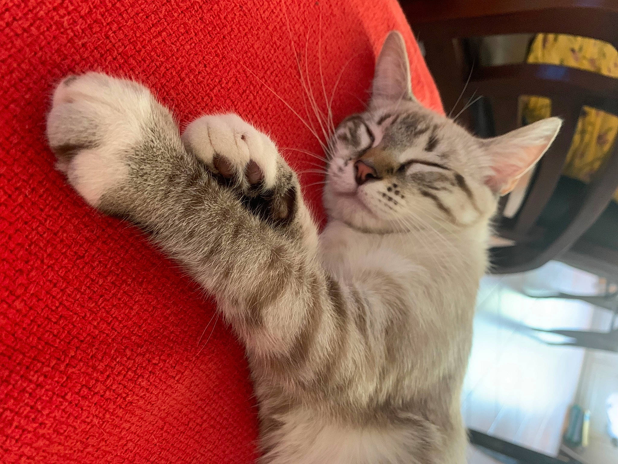 Tolède a rejoint le concours — aidez-le/la à gagner de superbes lots ! carnivore, cat, claw, comfort, domestic_short_haired_cat, felidae, foot, fur, human_leg, nap, paw, sleep, small_to_medium_sized_cats, snout, tail, whiskers