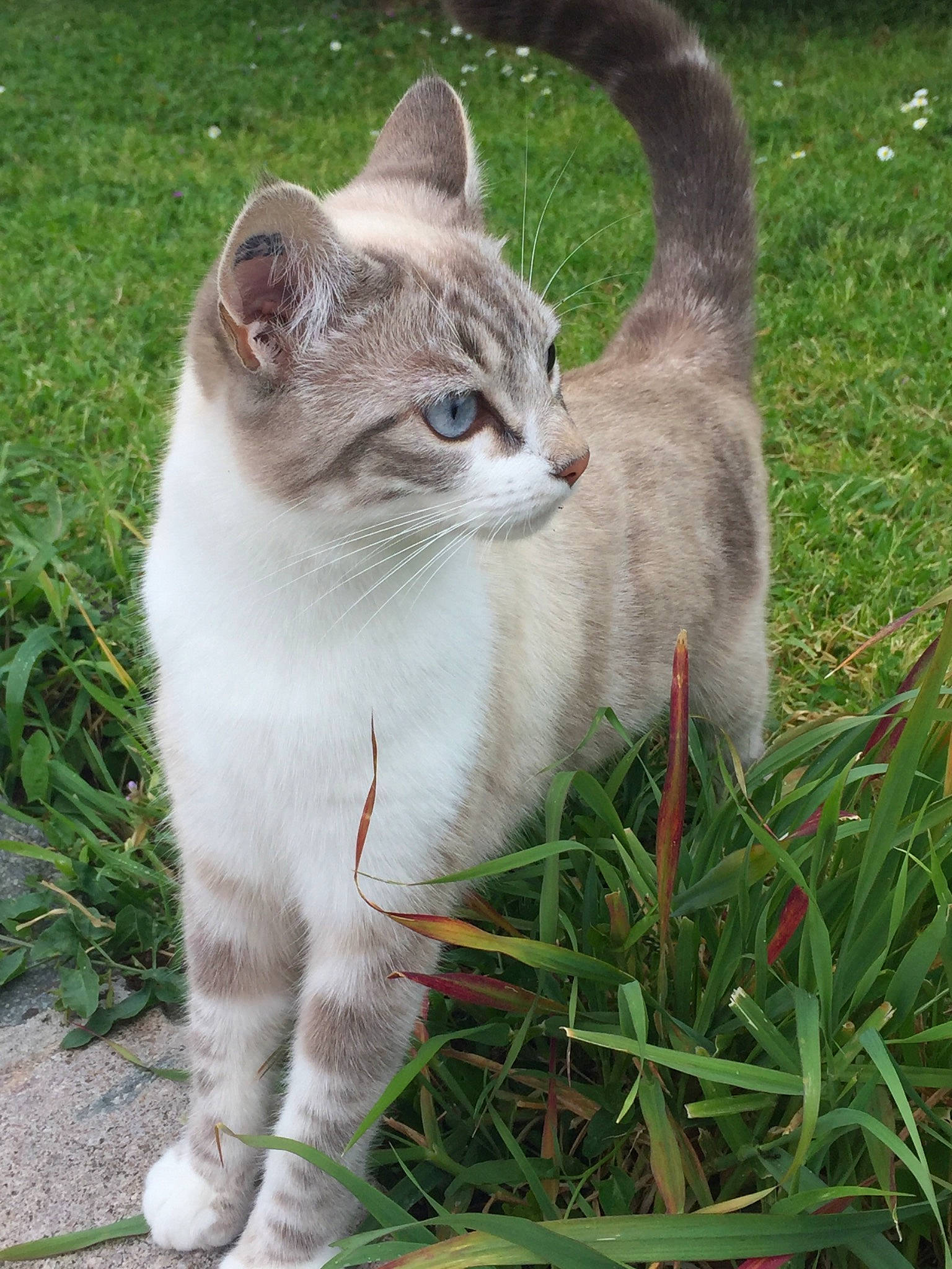 Pipas participe au concours pour gagner de l'argent avec cette photo : aegean_cat, american_wirehair, carnivore, cat, domestic_short_haired_cat, european_shorthair, felidae, grass, kitten, mammal, plant, small_to_medium_sized_cats, tail, vertebrate, whiskers
