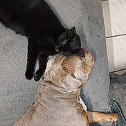 Luffy a rejoint le concours — aidez-le/la à gagner de superbes lots ! animal, calm, canine, cat, companionship, cozy, cute, dog, domestic, feline, friendship, fur, grey_blanket, indoor, pet, relaxing, resting, sleeping, snuggling, tile_floor