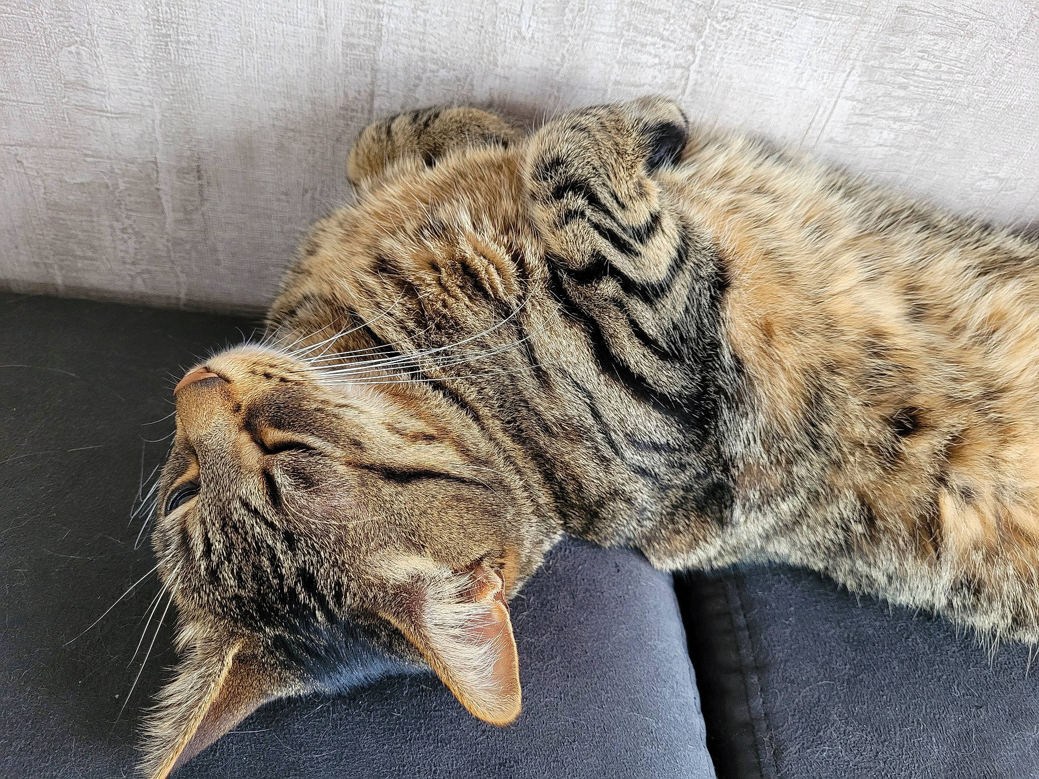 Jagger participe au concours pour gagner de l'argent avec cette photo : big_cats, carnivore, cat, claw, domestic_short_haired_cat, eye, felidae, fur, hair, nap, paw, sleep, small_to_medium_sized_cats, snout, tail, terrestrial_animal, whiskers, wildlife