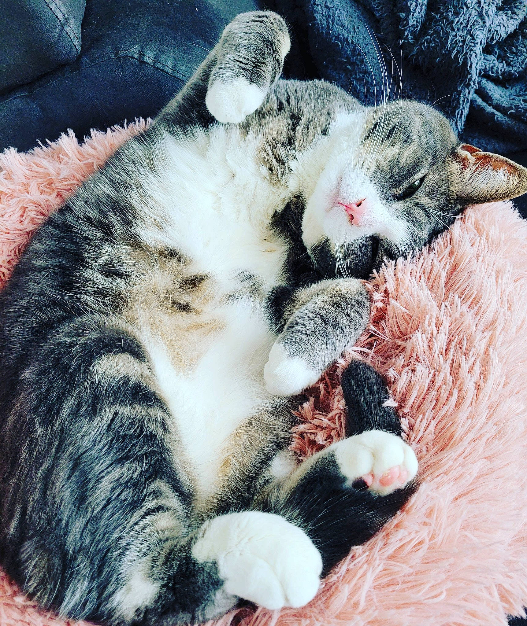 Locky participe au concours pour gagner de l'argent avec cette photo : beauty, carnivore, cat, claw, cloud, comfort, domestic_short_haired_cat, felidae, fur, grass, nap, pattern, paw, sky, sleep, small_to_medium_sized_cats, tail, textile, toy, whiskers