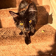 Penelope joined the competition — help win amazing prizes! cat, tortoiseshell, amber_eyes, stairs, carpet, sunlight, shadow, pet, animal, feline, close_up, indoor, whiskers, ears, curious, looking_up, fur, portrait, cute, domestic_cat