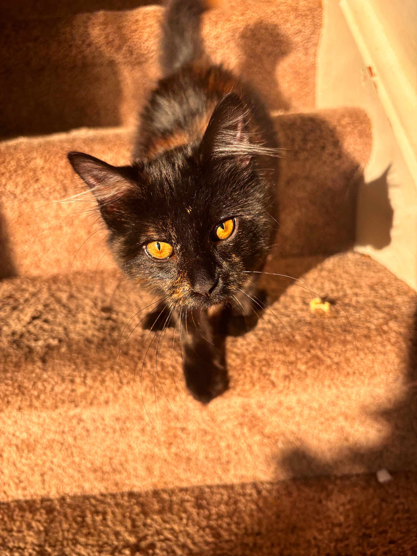 Penelope