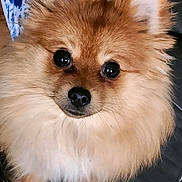 Darla Belle joined the competition — help win amazing prizes! dog, pomeranian, fluffy, pet, animal, cute, portrait, fur, face, eyes, nose, ears, indoor, closeup, adorable, small_dog, canine, companion, domestic_animal, cute_pet