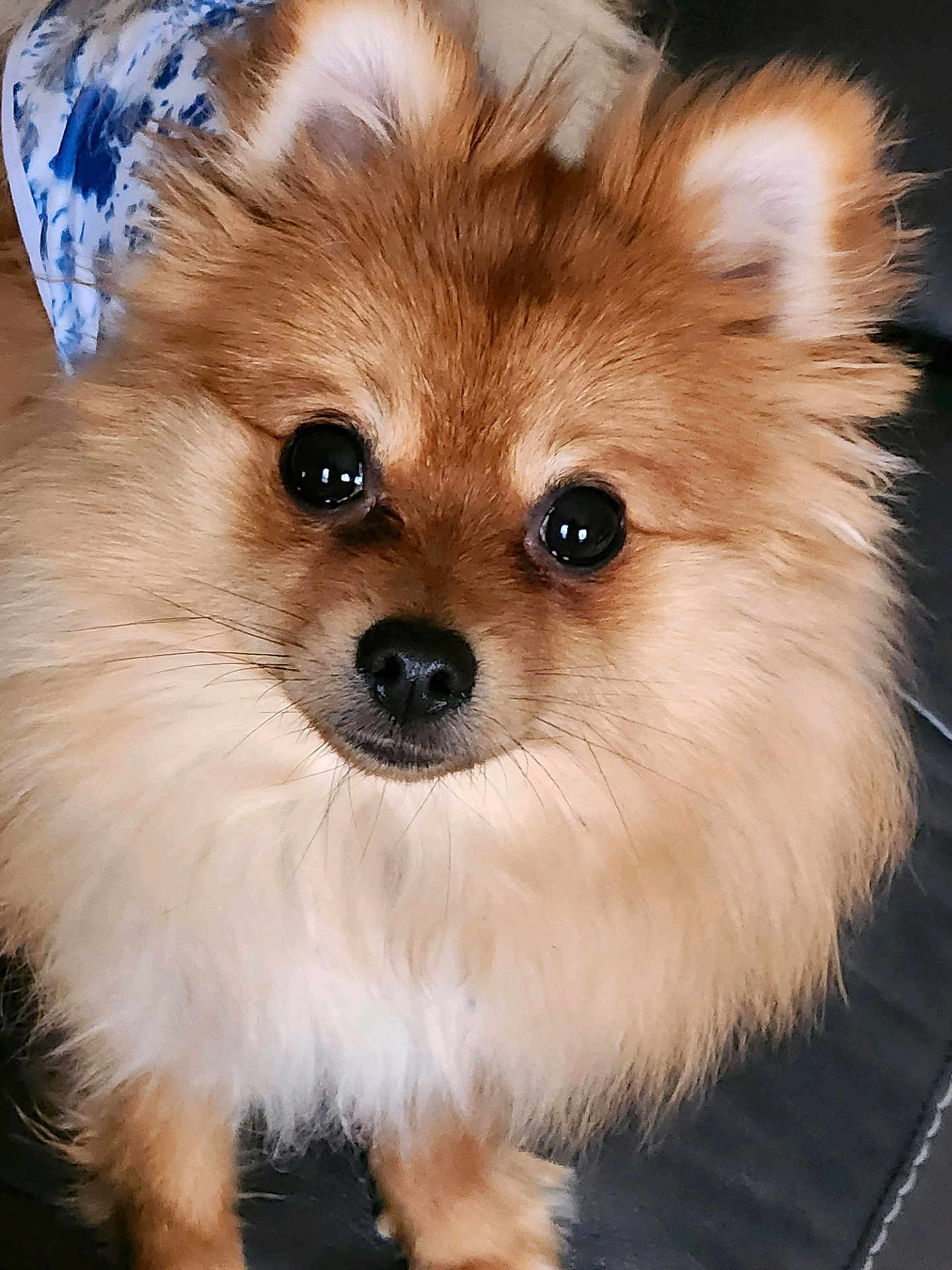 Darla Belle joined the competition — help win amazing prizes! dog, pomeranian, fluffy, pet, animal, cute, portrait, fur, face, eyes, nose, ears, indoor, closeup, adorable, small_dog, canine, companion, domestic_animal, cute_pet