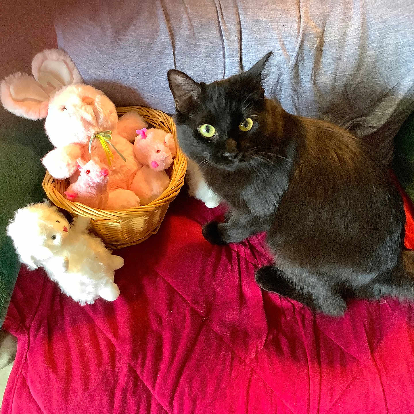 Baca is registered to the contest to win money with this photo: animal, basket, black_cat, blanket, bunny, cat, couch, cozy, curious, cushion, fur, indoor, lamb, pet, plush_toys, seated, soft_toys, stuffed_animals, whiskers, yellow_eyes