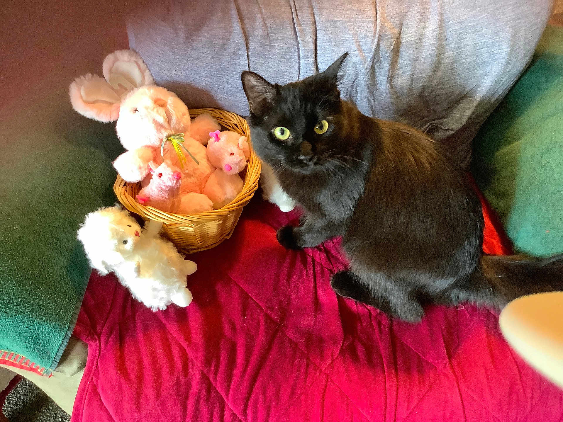 Baca is registered to the contest to win money with this photo: animal, basket, black_cat, blanket, bunny, cat, couch, cozy, curious, cushion, fur, indoor, lamb, pet, plush_toys, seated, soft_toys, stuffed_animals, whiskers, yellow_eyes