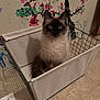 Luna Grace is registered to the contest to win money with this photo: cat, siamese_cat, basket, fabric, floor, tile_floor, wall, mural, painting, flower, indoor, pet, feline, blue_eyes, fluffy, sitting, container, household, decor, cozy