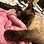 Luna Grace joined the competition — help win amazing prizes! cat, sleeping, pink_blanket, furry, indoor, close_up, paw, cozy, relaxed, resting, soft_texture, brown_fur, black_ears, fluffy, animal, pet, comfort, bedroom, domestic_cat, peaceful