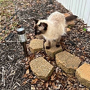 Luna Grace is registered to the contest to win money with this photo: cat, siamese_cat, outdoor, garden, stepping_stones, leaves, mulch, solar_light, fence, curious, animal, pet, nature, walking, brown, white, small, fluffy, side_view, daylight