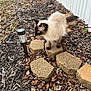 cat, siamese_cat, outdoor, garden, stepping_stones, leaves, mulch, solar_light, fence, curious, animal, pet, nature, walking, brown, white, small, fluffy, side_view, daylight