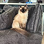 cat, siamese_cat, couch, pillows, gray, fluffy, indoor, furniture, pet, animal, tail, ears, whiskers, home, cozy, domestic, relaxing, seated, living_room, soft