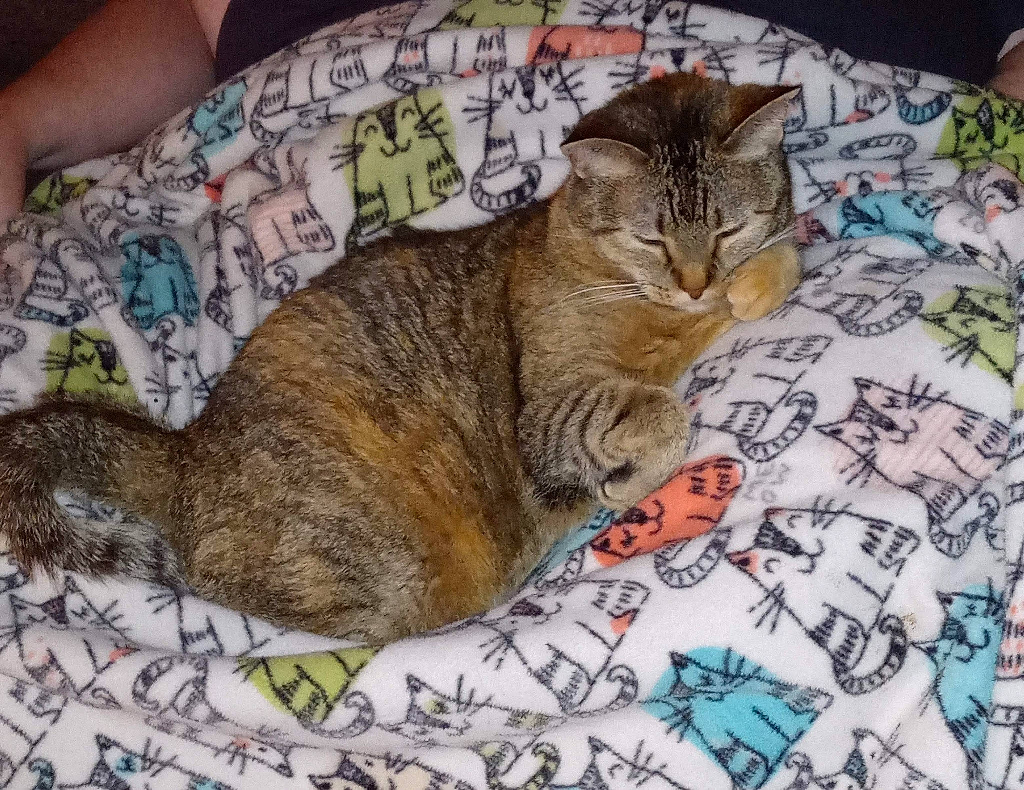 Jessi is registered to the contest to win money with this photo: art, carnivore, cat, claw, comfort, domestic_short_haired_cat, fawn, felidae, fur, grass, linens, nap, pattern, paw, photo_caption, small_to_medium_sized_cats, snout, tail, terrestrial_animal, whiskers