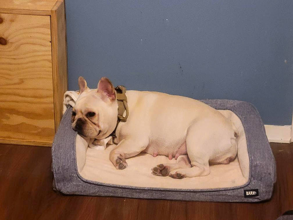 Marshmallow is registered to the contest to win money with this photo: bulldog, canidae, carnivore, companion_dog, dog, dog_breed, dog_supply, door, fawn, pet_supply, room, snout, sporting_group, suidae, terrestrial_animal, toy, toy_dog, whiskers, wood, working_animal