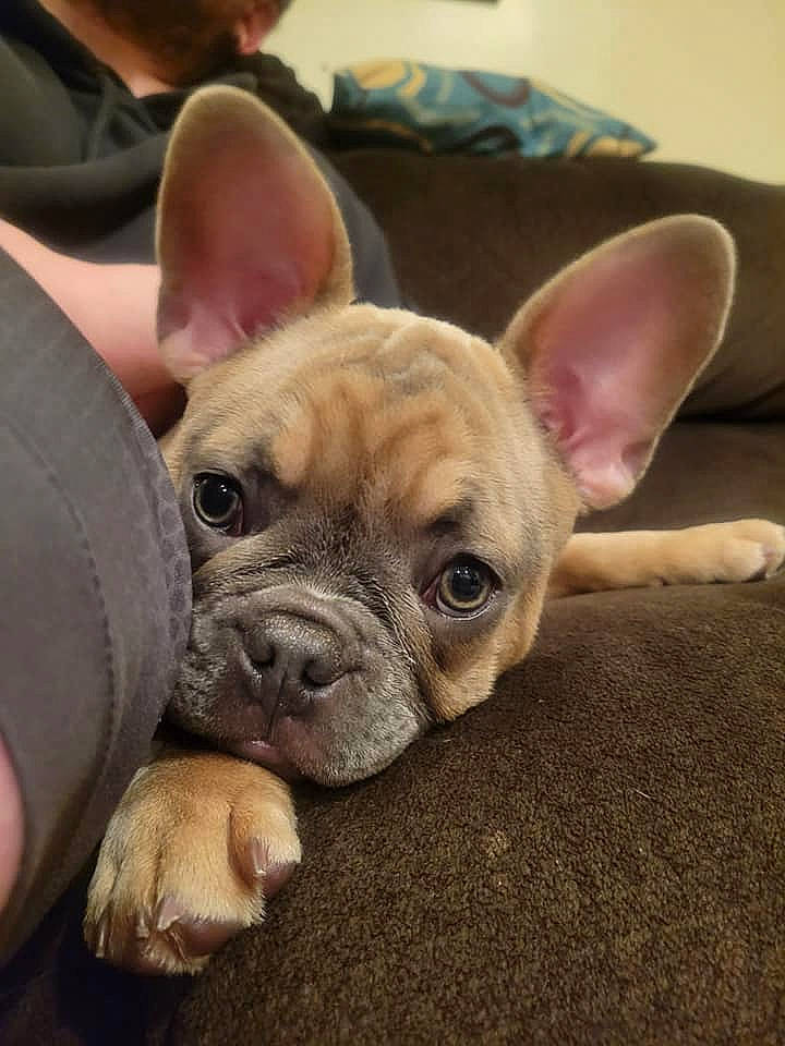 Ollie joined the competition — help win amazing prizes! bulldog, canidae, carnivore, close_up, comfort, companion_dog, dog, dog_breed, ear, fawn, french_bulldog, mammal, snout, sporting_group, terrestrial_animal, toy_dog, vertebrate, whiskers, working_animal, wrinkle