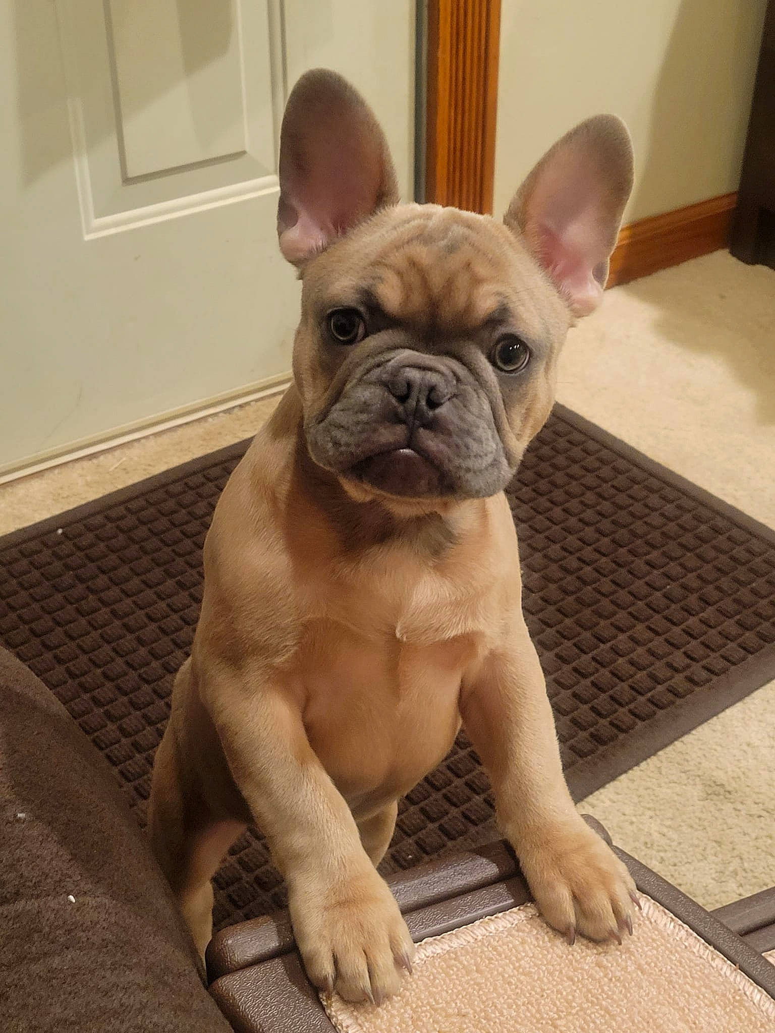 Ollie joined the competition — help win amazing prizes! bulldog, canidae, carnivore, comfort, companion_dog, dog, dog_breed, ear, fawn, flooring, french_bulldog, molosser, non_sporting_group, snout, sporting_group, terrestrial_animal, toy_dog, whiskers, working_animal, wrinkle