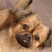Primo is registered to the contest to win money with this photo: dog, pet, close_up, fluffy, underbite, carpet, brown_fur, ears, cute, animal, face, expression, indoors, looking, adorable, small_dog, fur, canine, portrait, companion