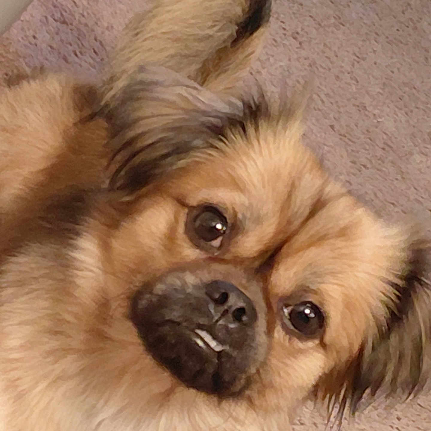 Primo is registered to the contest to win money with this photo: dog, pet, close_up, fluffy, underbite, carpet, brown_fur, ears, cute, animal, face, expression, indoors, looking, adorable, small_dog, fur, canine, portrait, companion