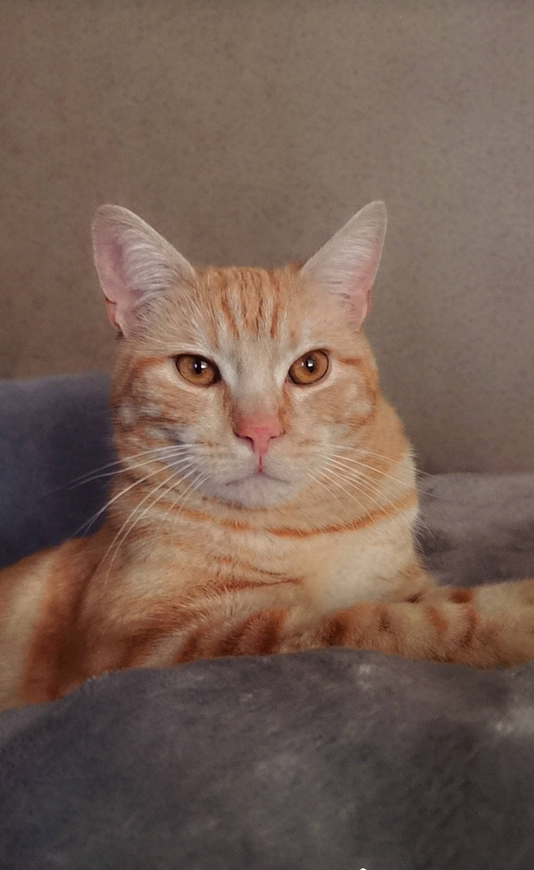 Hatik a rejoint le concours — aidez-le/la à gagner de superbes lots ! art, carnivore, cat, domestic_short_haired_cat, eye, fawn, felidae, fur, paint, paw, sand, sitting, small_to_medium_sized_cats, snout, tail, terrestrial_animal, whiskers, wildlife, window, wood