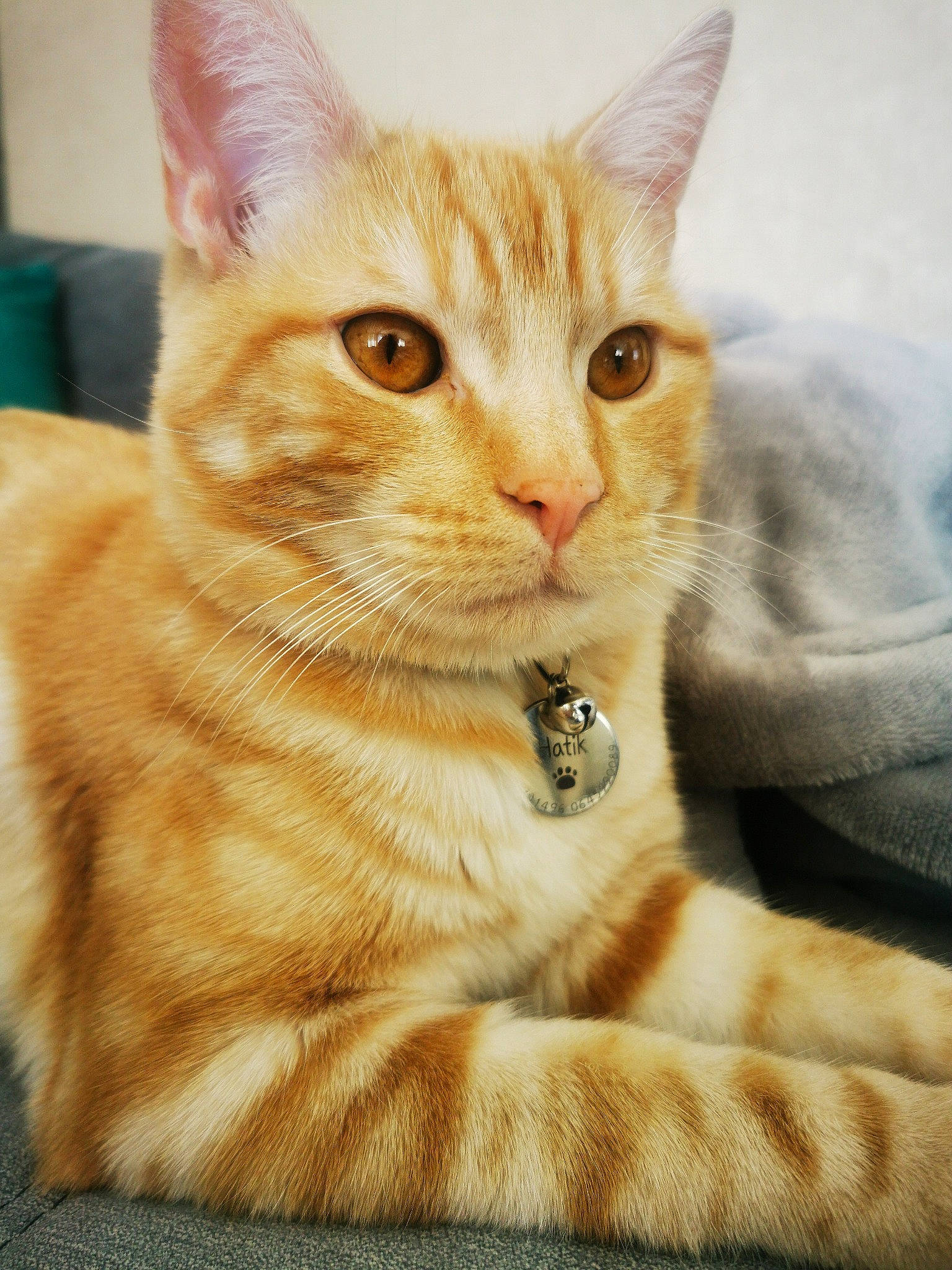 Hatik participe au concours pour gagner de l'argent avec cette photo : carnivore, cat, claw, close_up, comfort, domestic_short_haired_cat, eye, fawn, felidae, fur, iris, paw, sitting, small_to_medium_sized_cats, snout, tail, terrestrial_animal, whiskers, window