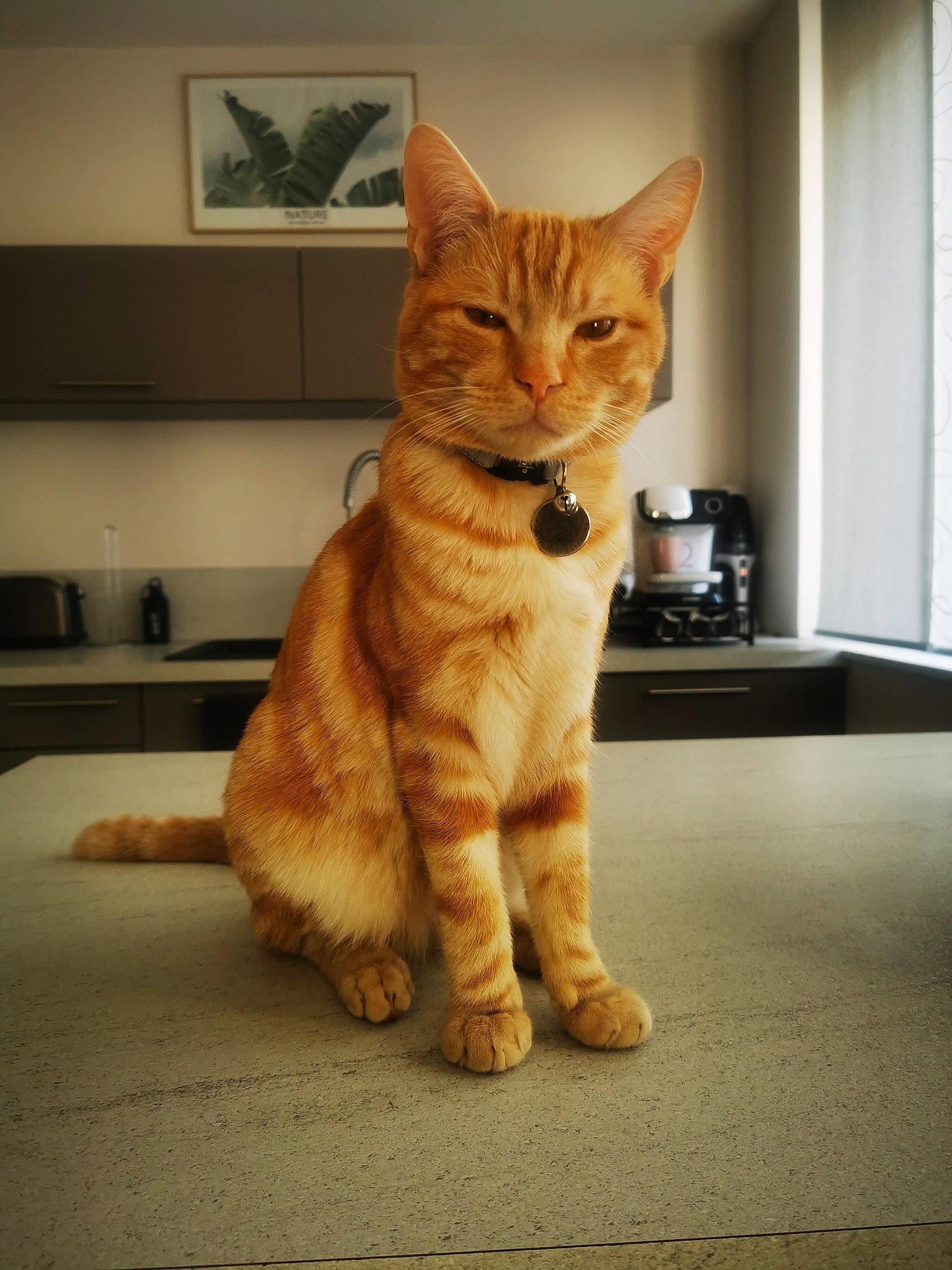 Hatik participe au concours pour gagner de l'argent avec cette photo : carnivore, cat, claw, collar, domestic_short_haired_cat, fawn, felidae, flooring, foot, fur, human_leg, paw, sitting, small_to_medium_sized_cats, snout, tail, terrestrial_animal, whiskers, window, wood