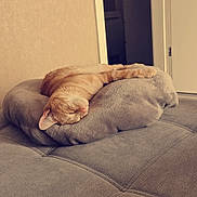 Hatik participe au concours pour gagner de l'argent avec cette photo : bedding, carnivore, cat, cloud, comfort, companion_dog, dog_breed, door, fawn, felidae, flooring, hardwood, linens, small_to_medium_sized_cats, snout, stuffed_toy, tail, vertebrate, whiskers, wood