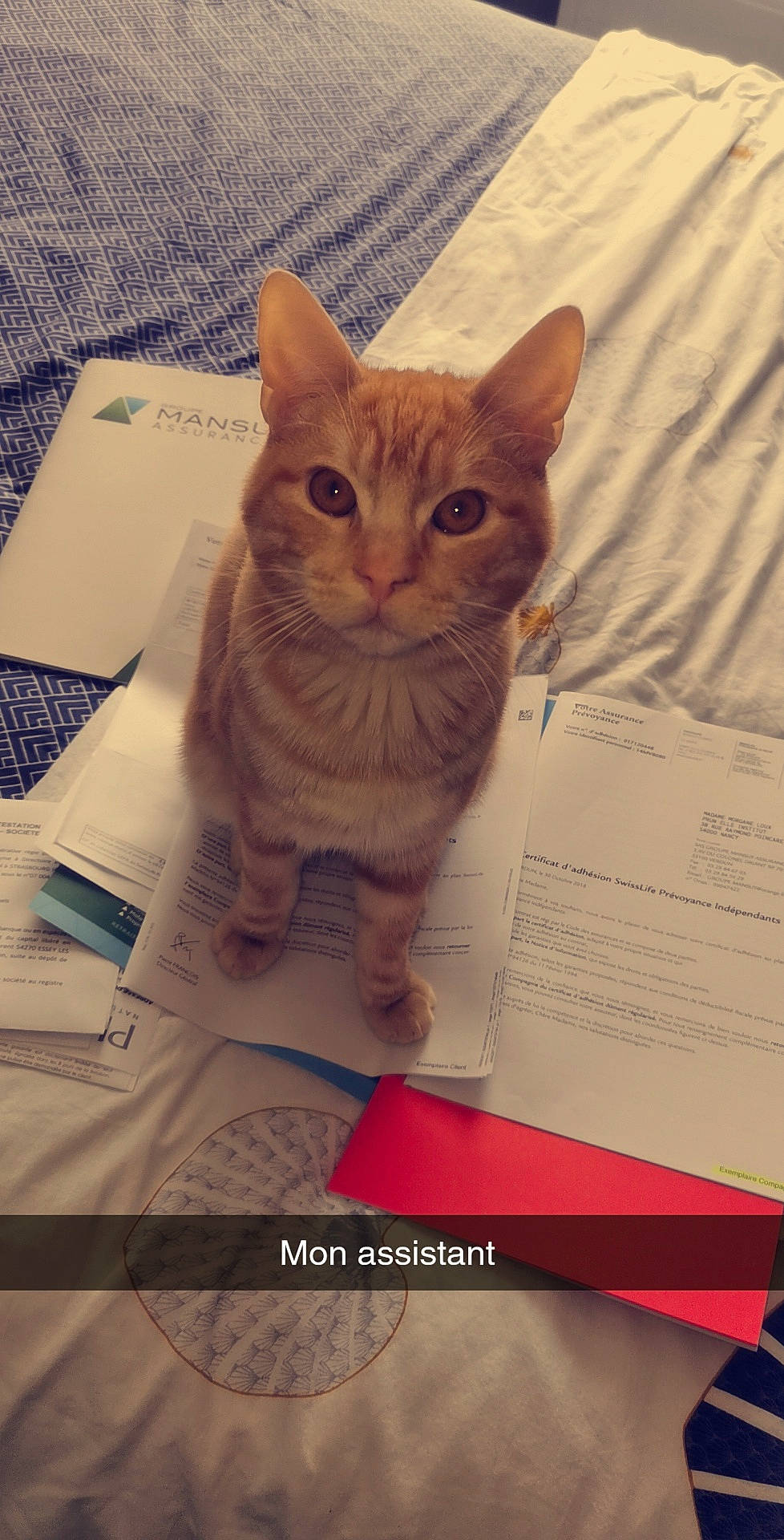 Hatik participe au concours pour gagner de l'argent avec cette photo : box, cardboard, carnivore, cat, domestic_short_haired_cat, fawn, felidae, font, fur, paper, paper_product, paw, pet_supply, photo_caption, puzzle, small_to_medium_sized_cats, snout, tail, toy, whiskers