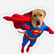 Ripley joined the competition — help win amazing prizes! dog, superman, costume, cape, blue_suit, red_gloves, red_boots, superhero, animal, pet, flying_pose, humor, funny, mascot, comic, character, canine, portrait, isolated, white_background