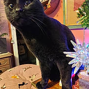 Moïse participe au concours pour gagner de l'argent avec cette photo : black_cat, cat, christmas, christmas_tree, colorful_lights, curious, decorations, ears, festive, gift_boxes, holiday, home_decor, indoors, pet, photograph, portrait, sitting, whiskers, wide_eyed, wooden_table