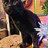 black_cat, cat, christmas, christmas_tree, colorful_lights, curious, decorations, ears, festive, gift_boxes, holiday, home_decor, indoors, pet, photograph, portrait, sitting, whiskers, wide_eyed, wooden_table