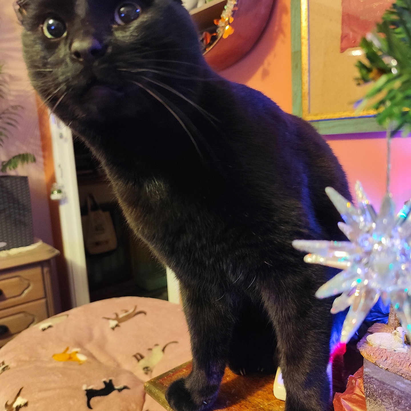 Moïse participe au concours pour gagner de l'argent avec cette photo : black_cat, cat, christmas, christmas_tree, colorful_lights, curious, decorations, ears, festive, gift_boxes, holiday, home_decor, indoors, pet, photograph, portrait, sitting, whiskers, wide_eyed, wooden_table