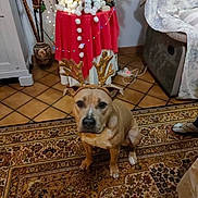Alpha a rejoint le concours — aidez-le/la à gagner de superbes lots ! animal, brown, carpet, christmas, couch, decor, dog, festive, floor, headgear, holiday_decorations, indoor, lights, ornaments, pet, reindeer_antlers, seated, table, warm_lighting, white_paws