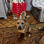 animal, brown, carpet, christmas, couch, decor, dog, festive, floor, headgear, holiday_decorations, indoor, lights, ornaments, pet, reindeer_antlers, seated, table, warm_lighting, white_paws