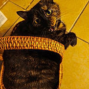 Malo a rejoint le concours — aidez-le/la à gagner de superbes lots ! cat, tortoiseshell, basket, woven_basket, tile_floor, indoor, pet, curious, feline, animal, close_up, looking_up, cozy, domestic_cat, whiskers, ears, mouth_open, fur, yellow_eyes, floor_tiles