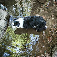 Indra a rejoint le concours — aidez-le/la à gagner de superbes lots ! dog, water, stream, rocks, reflection, black_and_white, outdoor, nature, animal, shallow_water, fur, canine, riverbed, wet, forest, peaceful, wildlife, pet, mammal, landscape