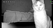 Nezuko participe au concours pour gagner de l'argent avec cette photo : animal, bed, black_and_white, cat, curious, dark, feline, floor, fur, glowing_eyes, indoor, mysterious, night_vision, pet, room, shadow, surprise, two_cats, watching, whiskers